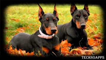 Doberman Dog Wallpaper Screenshot 3