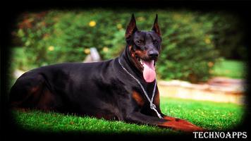 Doberman Dog Wallpaper Plakat