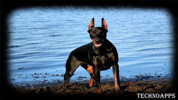Doberman Dog Wallpaper Screenshot 2