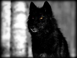 Dark Wolf Live Wallpaper capture d'écran 3