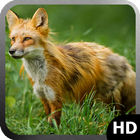 Fox Wallpaper ไอคอน