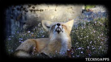 Fox Wallpaper ภาพหน้าจอ 2