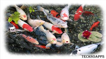 برنامه‌نما Koi Fish Wallpaper عکس از صفحه