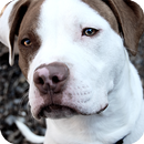 Pitbull Live Wallpaper APK