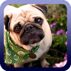 Pug Dog Wallpaper-icoon