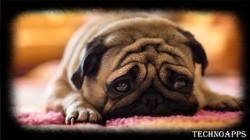 Pug Dog Wallpaper screenshot 3