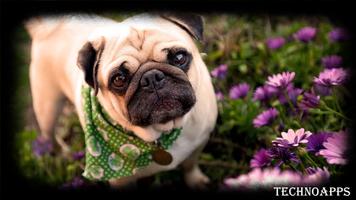 Pug Dog Wallpaper-poster