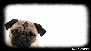 Pug Dog Wallpaper スクリーンショット 1