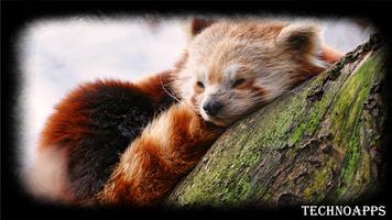 Red Panda Wallpaper Cartaz