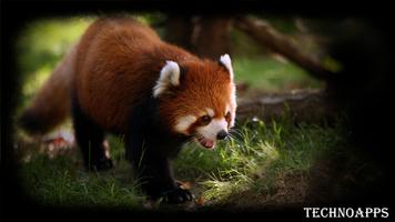 Red Panda Wallpaper स्क्रीनशॉट 2