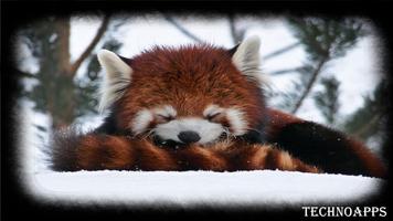 Red Panda Wallpaper 截图 3