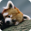 Red Panda Live Wallpaper
