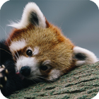 Red Panda Live Wallpaper icône