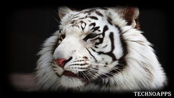 White Tiger Pack 2 Wallpaper syot layar 3