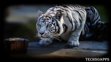 White Tiger Pack 2 Wallpaper पोस्टर