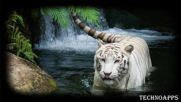 White Tiger Pack 2 Wallpaper screenshot 1