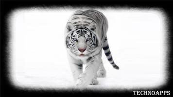 White Tiger Pack 2 Wallpaper syot layar 2
