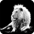 White Lion Wallpaper アイコン