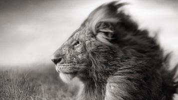 White Lion Wallpaper ポスター