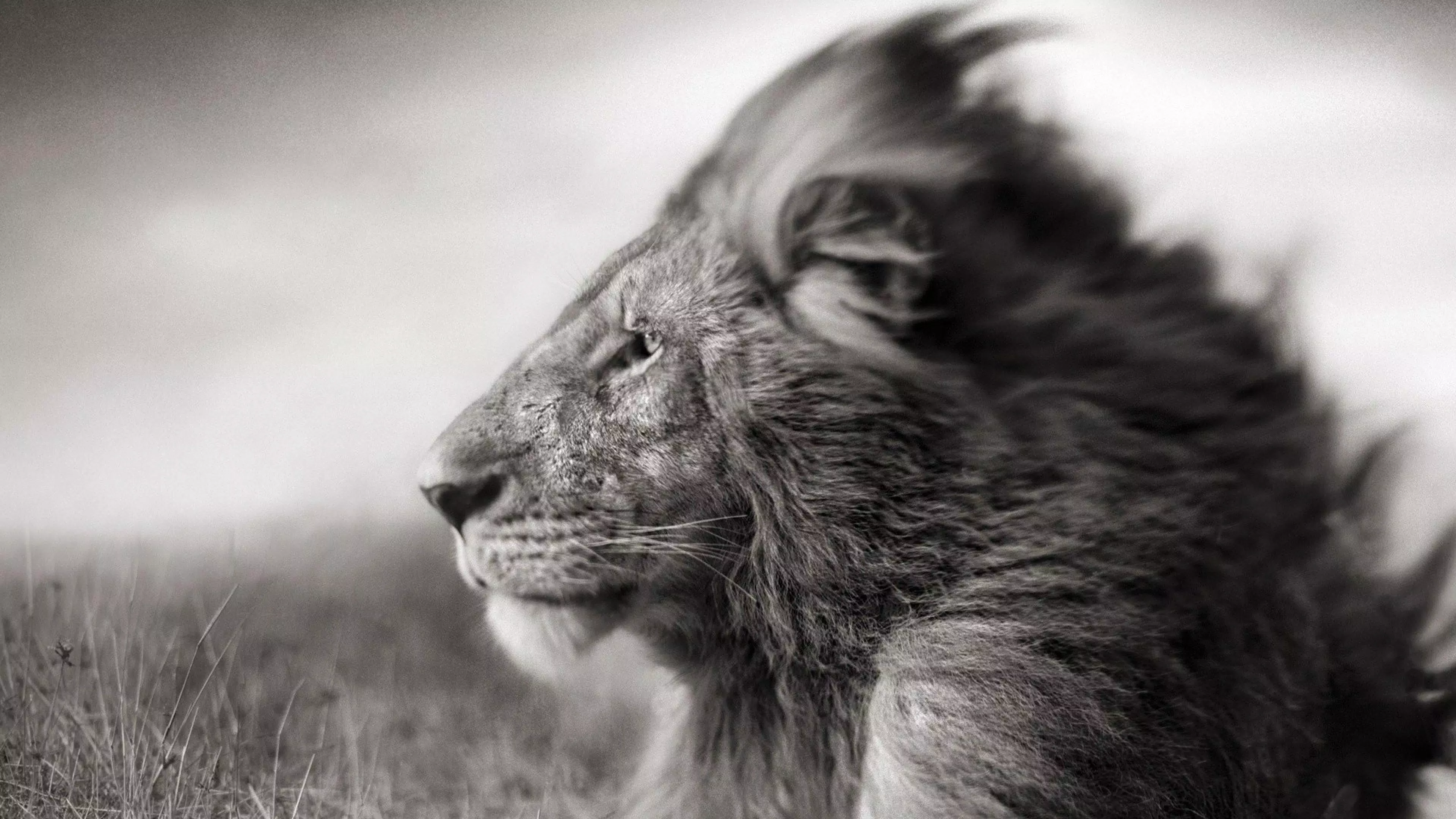 Android 用の White Lion Wallpaper Apk をダウンロード