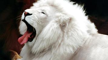 White Lion Wallpaper スクリーンショット 1