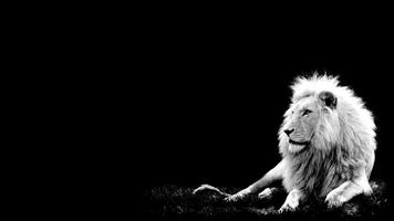 White Lion Wallpaper スクリーンショット 3