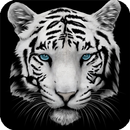 APK White Tiger Wallpaper