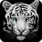 White Tiger Wallpaper icône