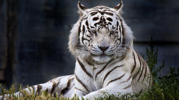 White Tiger Wallpaper capture d'écran 1