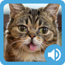 Cat Communicator-APK