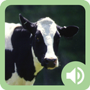 Animal Sounds: Farm APK
