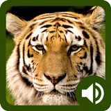 Animal Sounds: Jungle biểu tượng