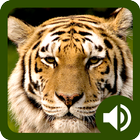 Animal Sounds: Jungle icon