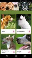 Dog Communicator Plakat