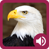 Learn E Words for Kids