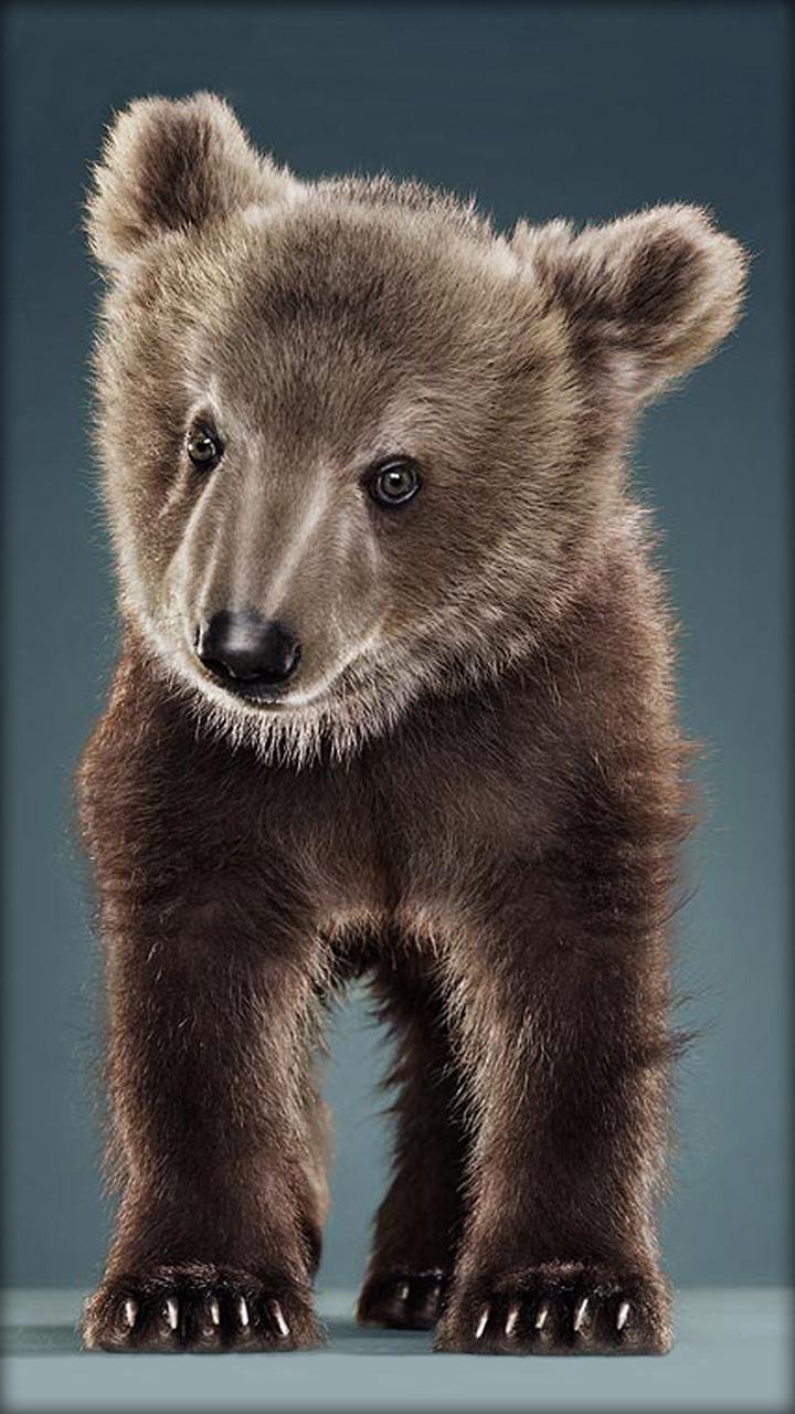 Teddy Bear Live Wallpaper APK for Android Download