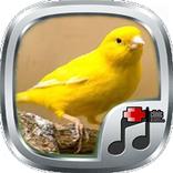 Telolet Kicau Canary