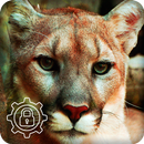 Cougar Sweetheart Eastern Extinct Puma App Lock APK