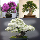 The Best Idea of Bonsai aplikacja