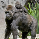 APK The Gorilla