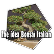 The idea Bonsai Italian