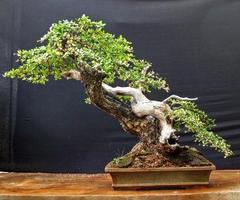 Bonsai Idea Italien Screenshot 2