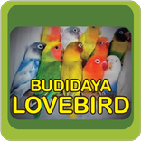 Budidaya Love Bird Mudah