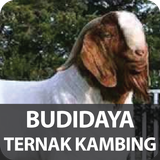 Budidaya Ternak Kambing icône