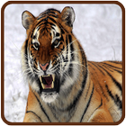 Tiger Wallpapers آئیکن