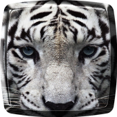 Tigre Fond Animé icon