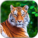 Tiger Live Wallpaper APK