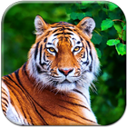 Tiger Live Wallpaper 아이콘