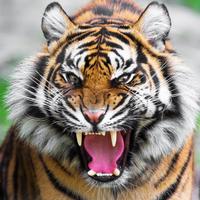 Tiger Live Wallpaper 스크린샷 3