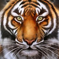 Tiger Hintergrundbilder Plakat